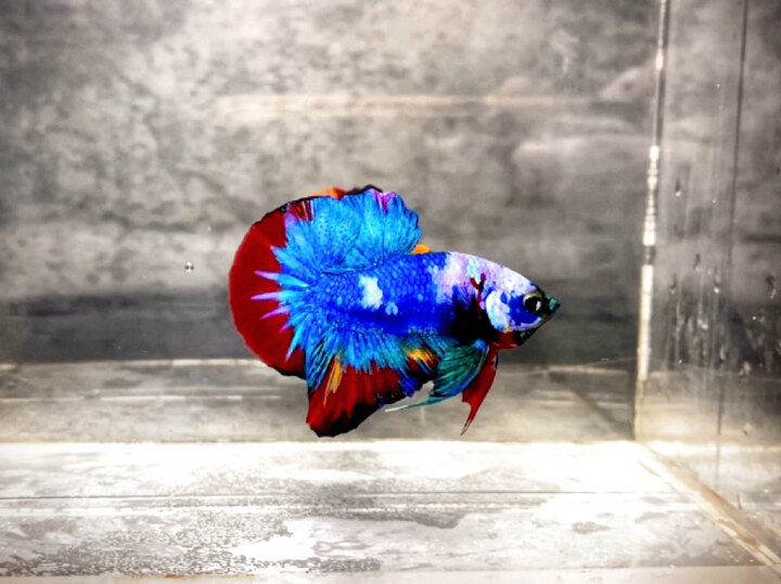 Nemo Form Đẹp