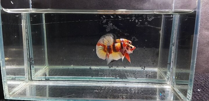 Nemo