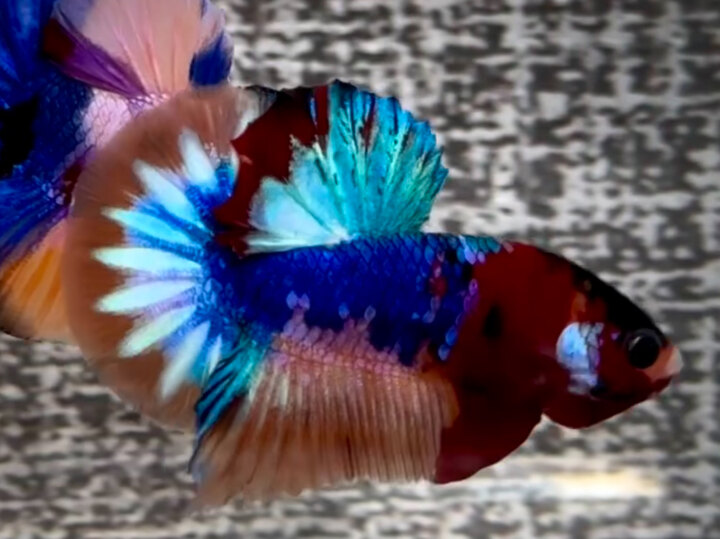 Nemo Muti star độc