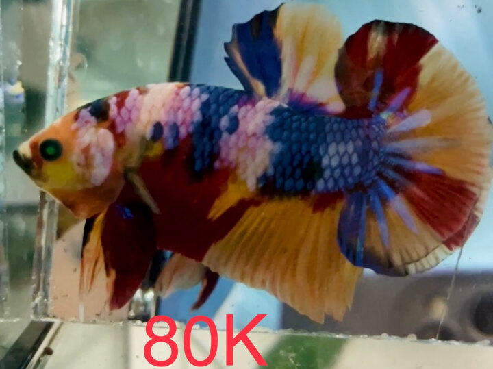 80K NEMO NEON CANDY