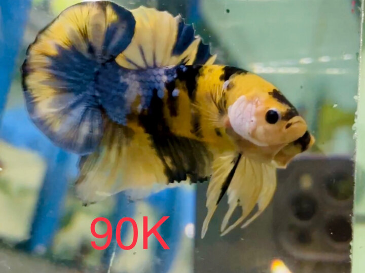 90K VIP KOI YELLOW GALAXY