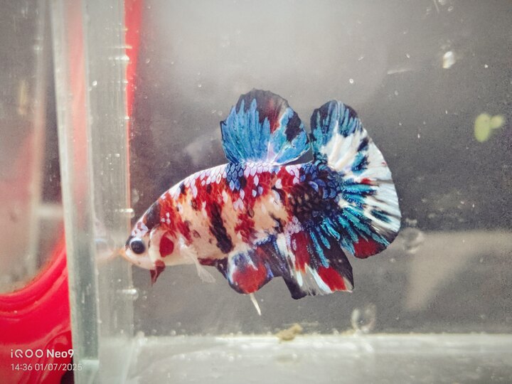 Koi red galaxy