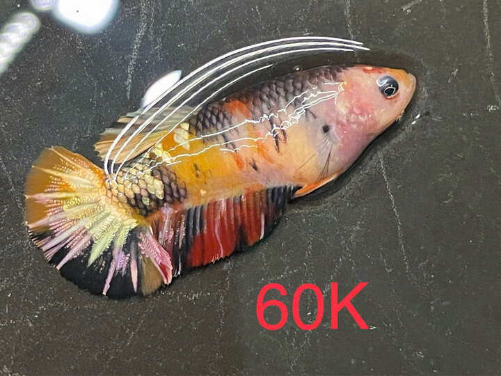 Mái Nemo copper - 60k
