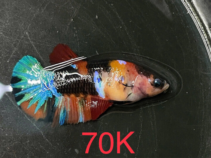 Mái nemo -70k