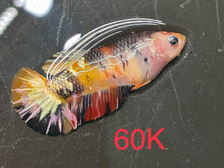 60K MÁI NEMO COPPER CĂNG TRỨNG