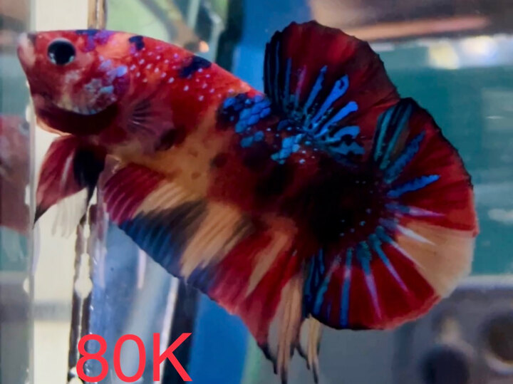 80K NEMO METALLIC