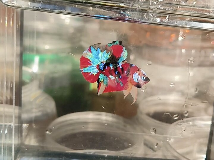 Nemo
