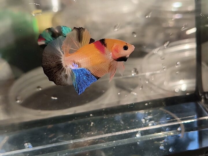 Nemo