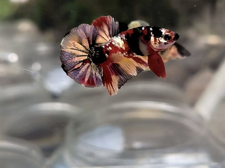 Nemo copper