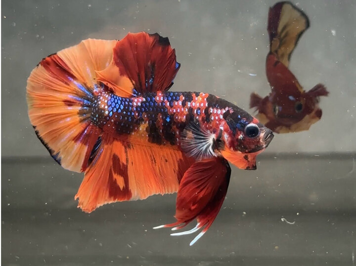 Nemo metallic