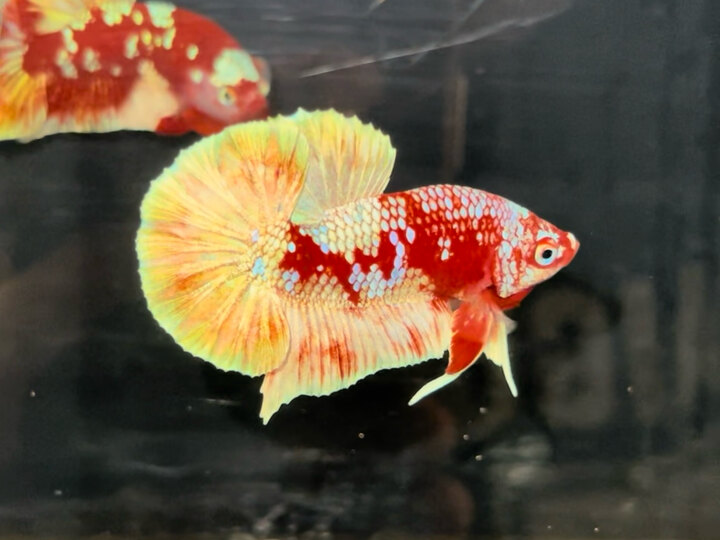 Red gold