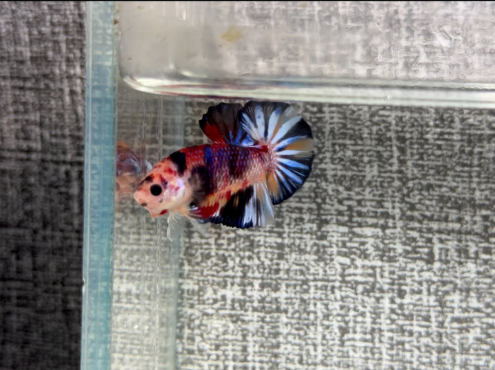 Nemo metalic Muti