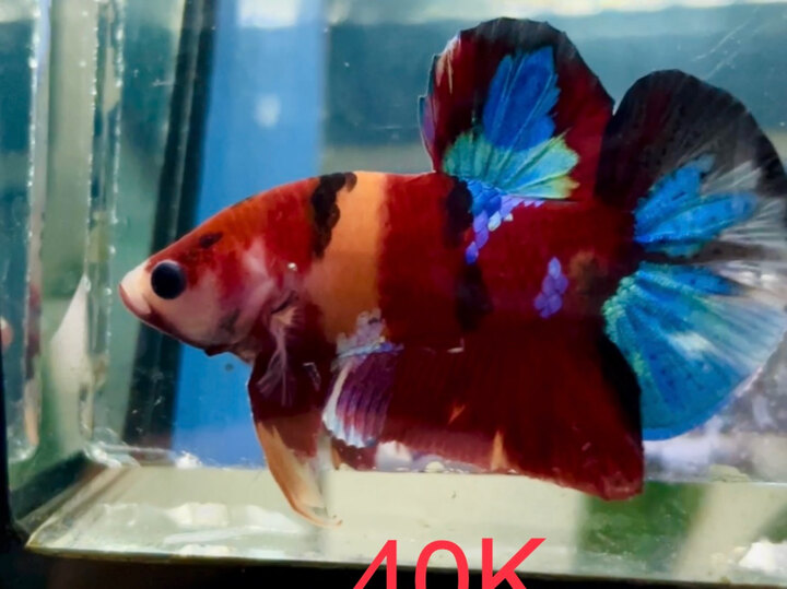 40K NEMO BASE