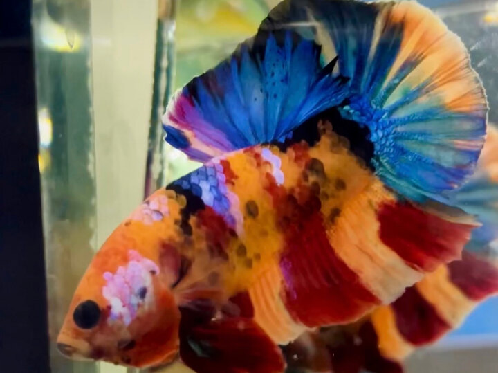 60K NEMO MULTICOLOR