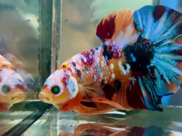 60K KOI NEON GALAXY