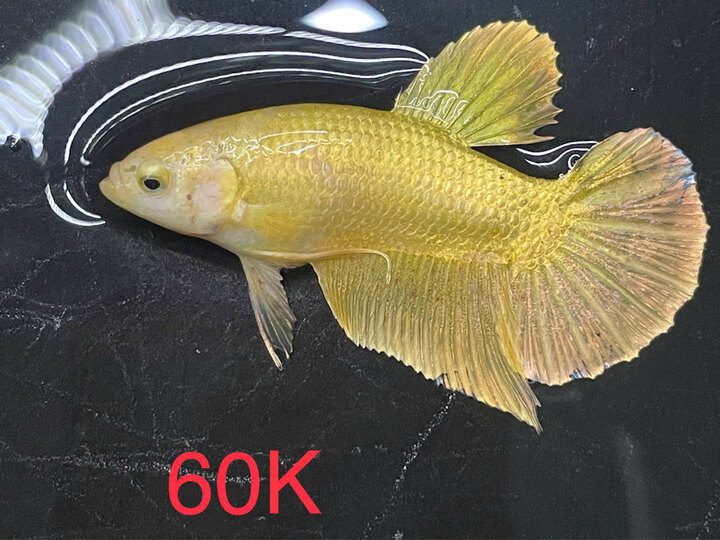 Mái Supper Gold - 60k