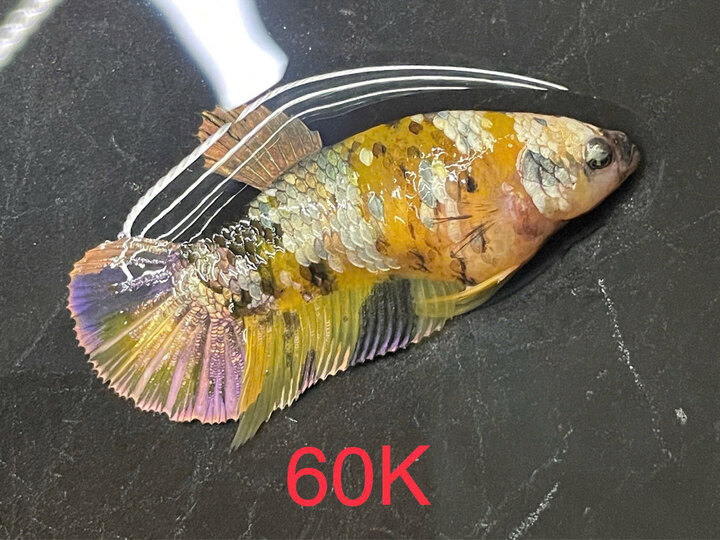 Mái Yellow copper - 60k