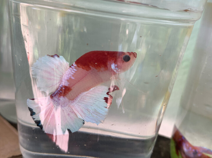 Lưng gù color