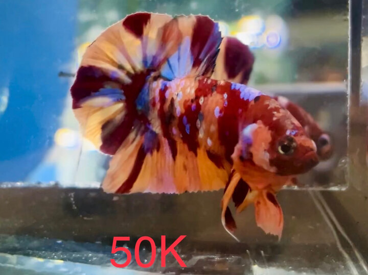 50K NEMO GALAXY TƠ