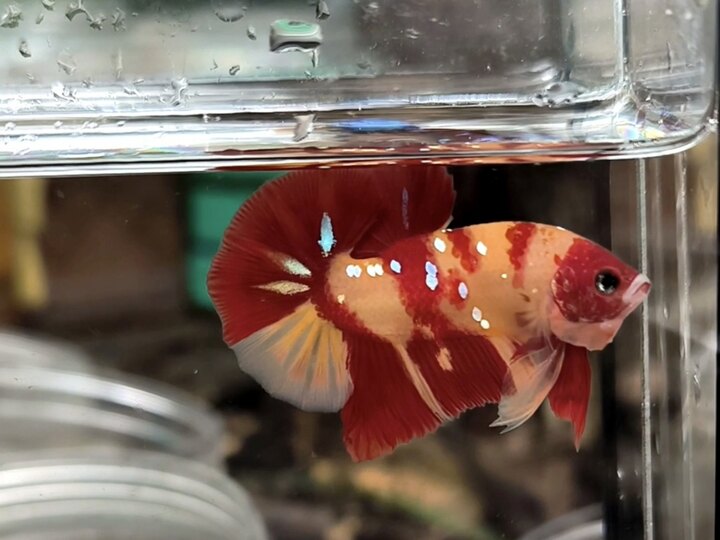 Nemo