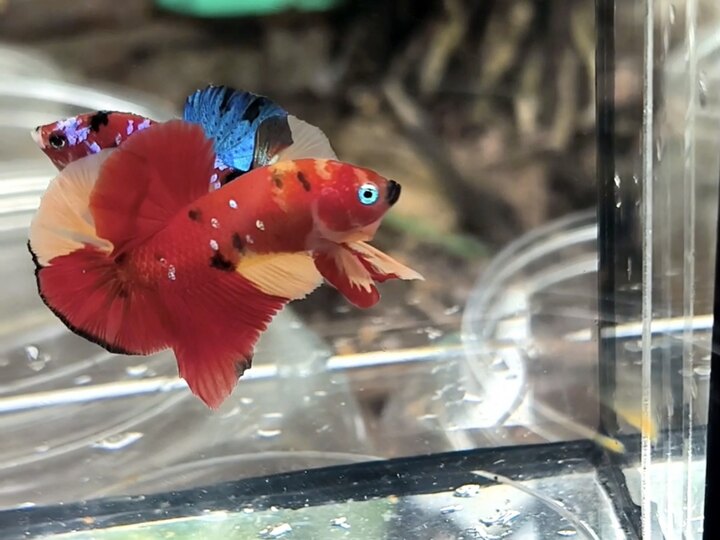Nemo