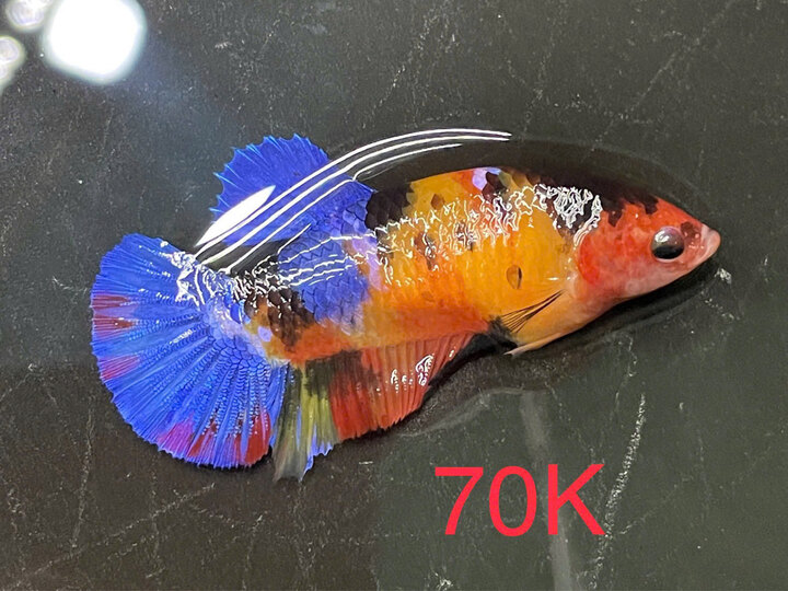 Mái Nemo GLX - 70k