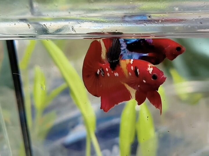 Nemo