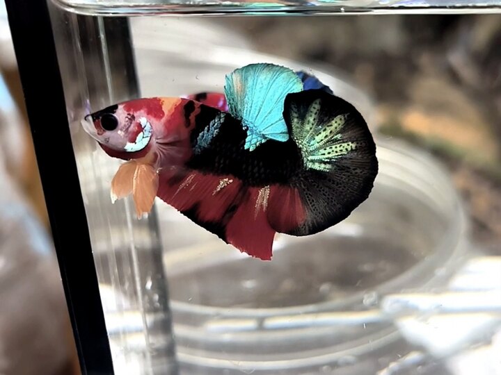Nemo