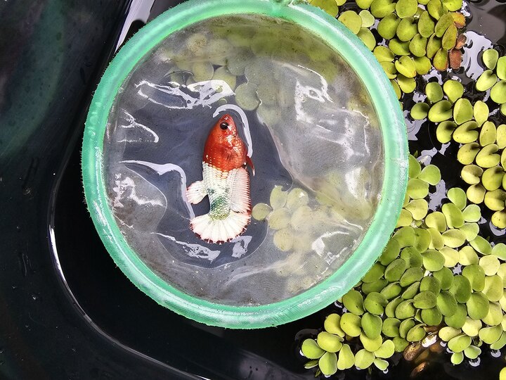 Female fccp