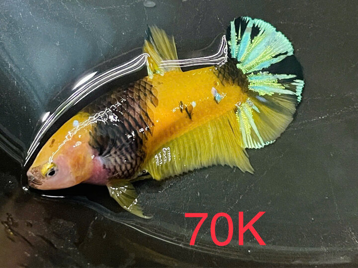 Mái Koi yellow - 70k