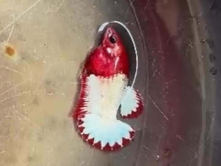 Female Red WS