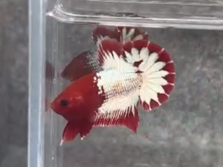 Male Red WS