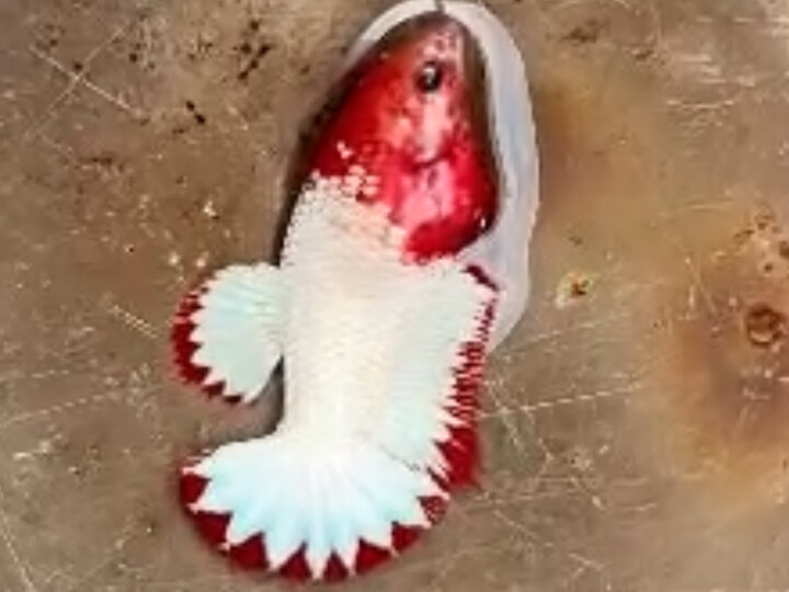 Female Red WS