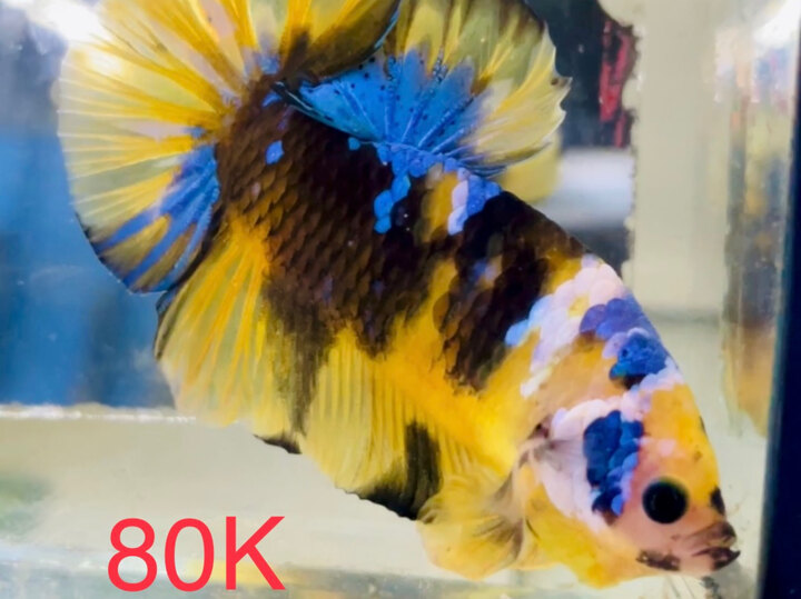 80K BLACK YELLOW GLX SIÊU ĐẬM