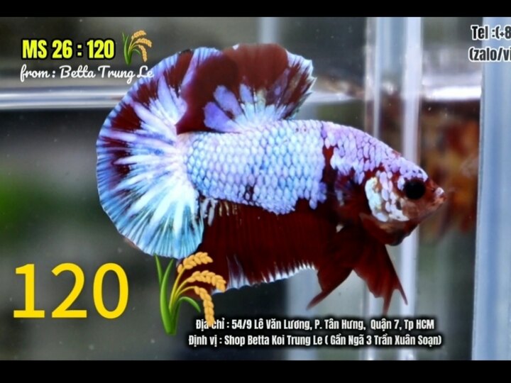120k Koi Red Candy Đuôi To