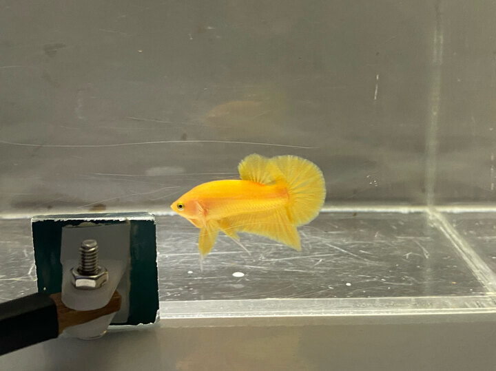 Super Yellow