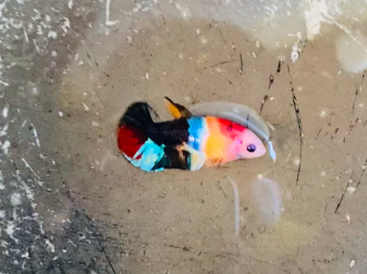 Nữ nemo multi phân mãng