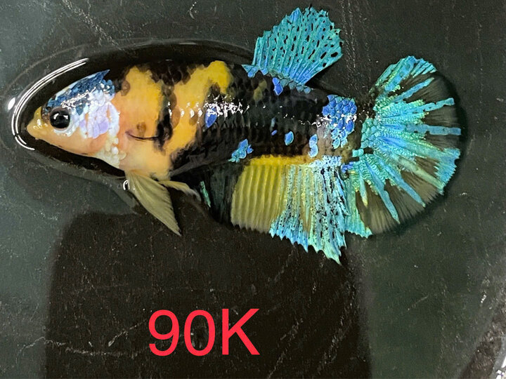 Mái Yellow - 90k