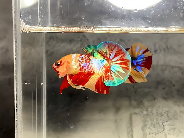 Nemo galaxy