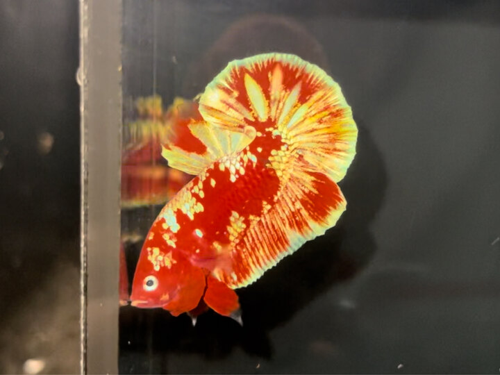 Red Gold