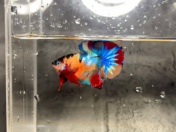 Nemo multicolor
