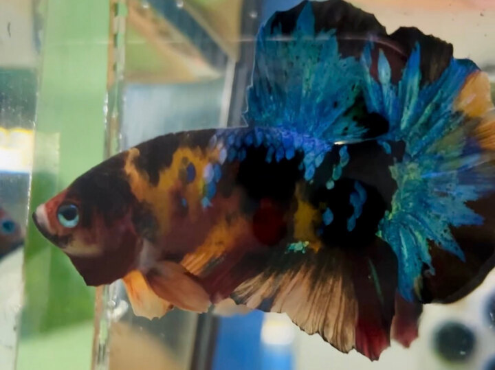 60K BLACK NEMO GLX