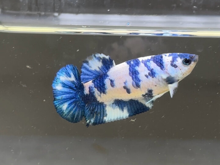 Marble dot female