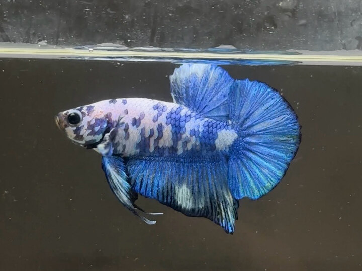 Marble dot