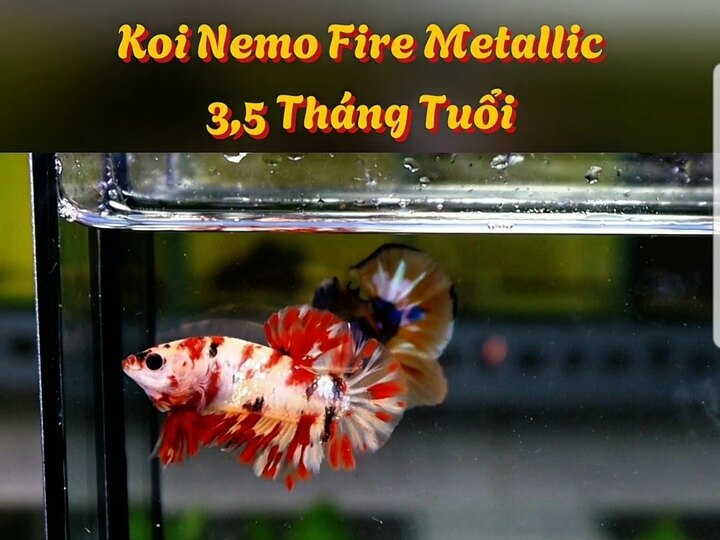 Koi Nemo Fire Metallic