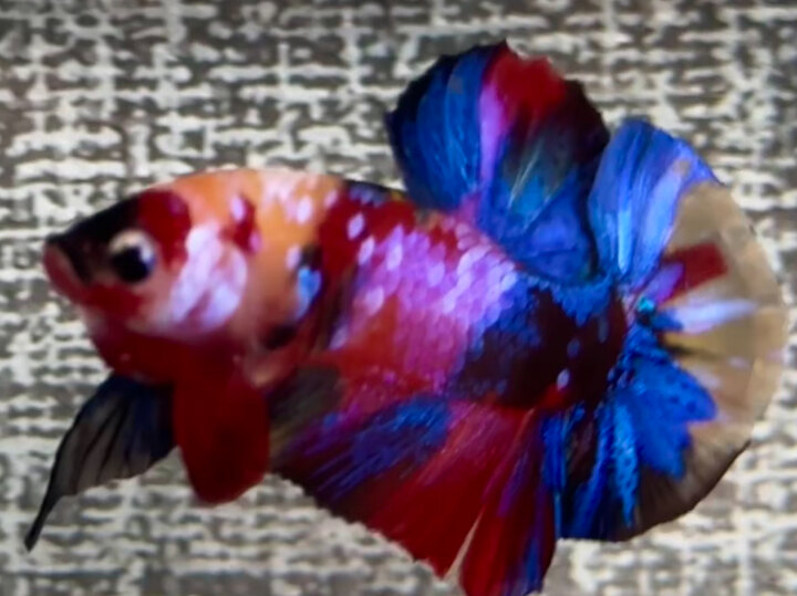 Nemo Muti