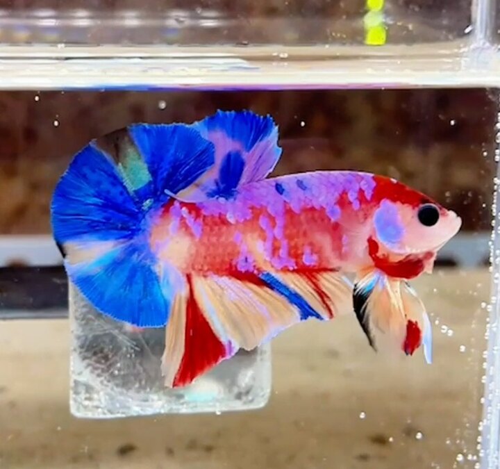 Nemo Multicolor form đẹp
