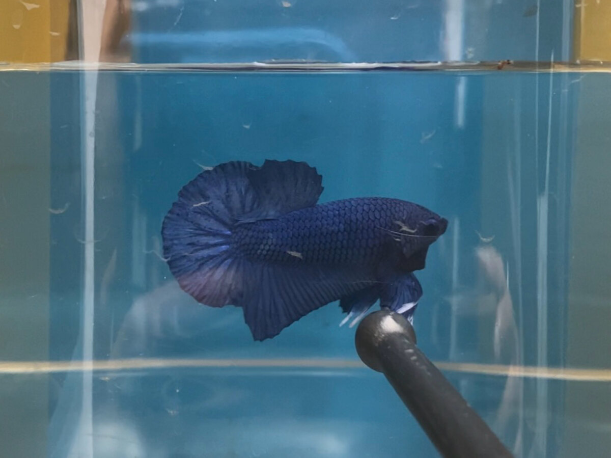 Blue Royal