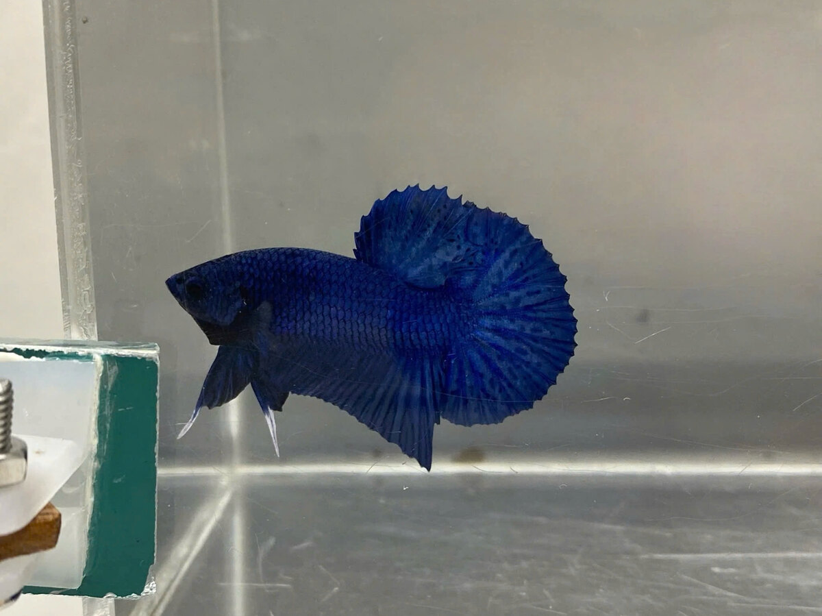 VIP Blue Royal Sample