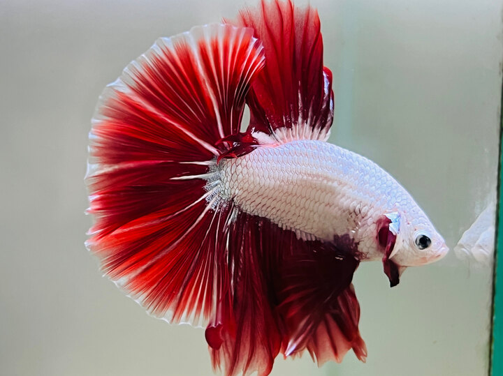 Betta Red Dragon Halfmoon